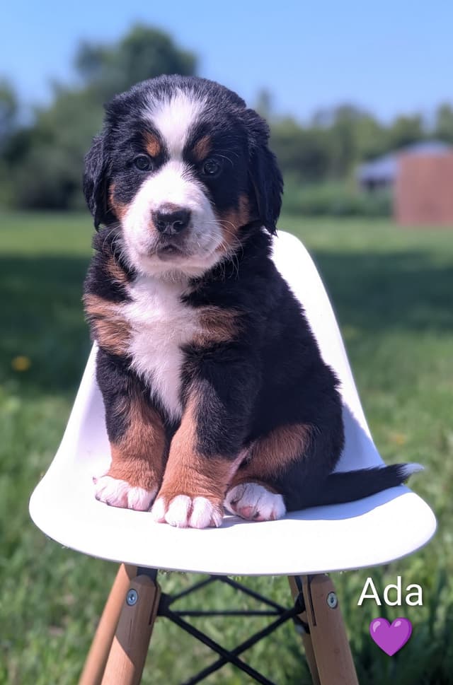 Bernese Mountain Dog Puppies media 9