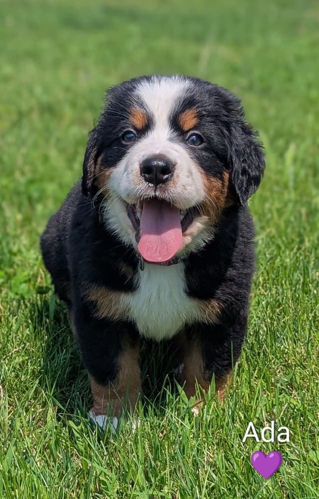 Bernese Mountain Dog Puppies media 10