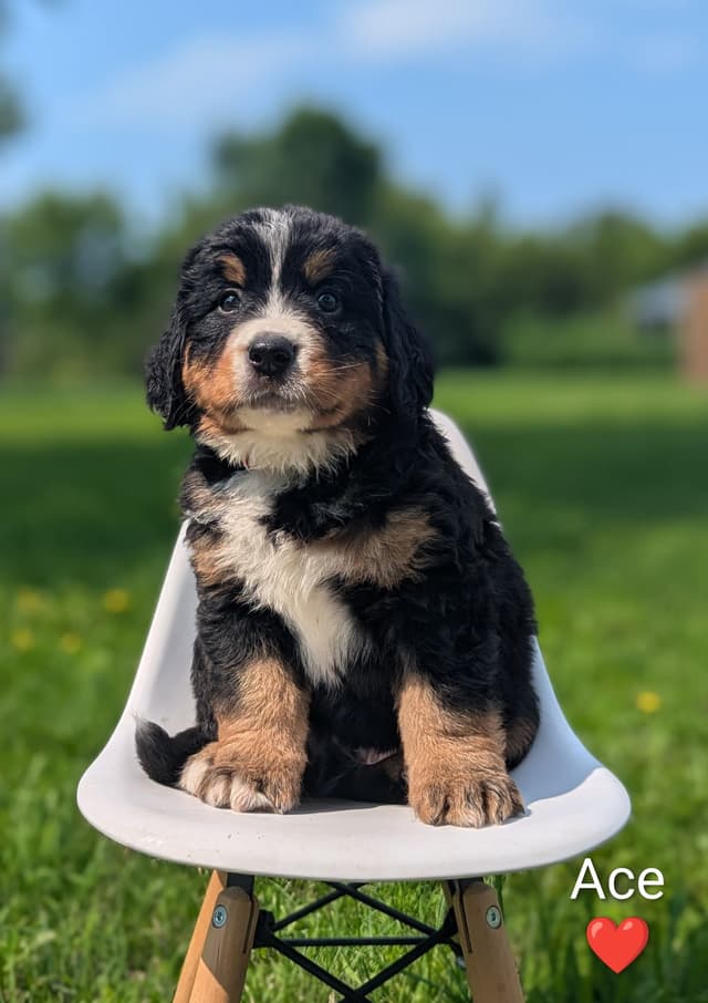 Bernese Mountain Dog Puppies media 11