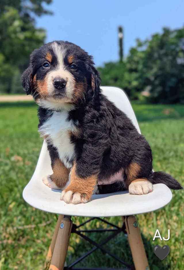Bernese Mountain Dog Puppies media 12