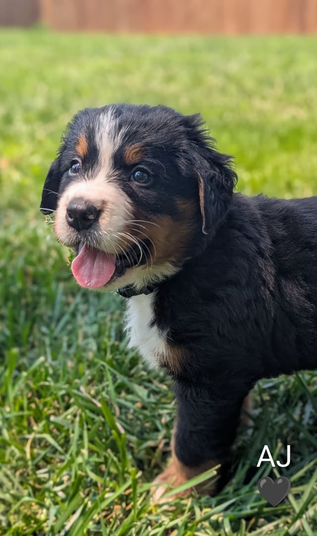 Bernese Mountain Dog Puppies media 13