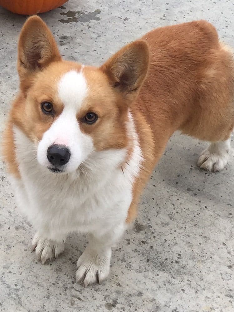 Pembroke Welsh Corgi Puppies breeder image 2
