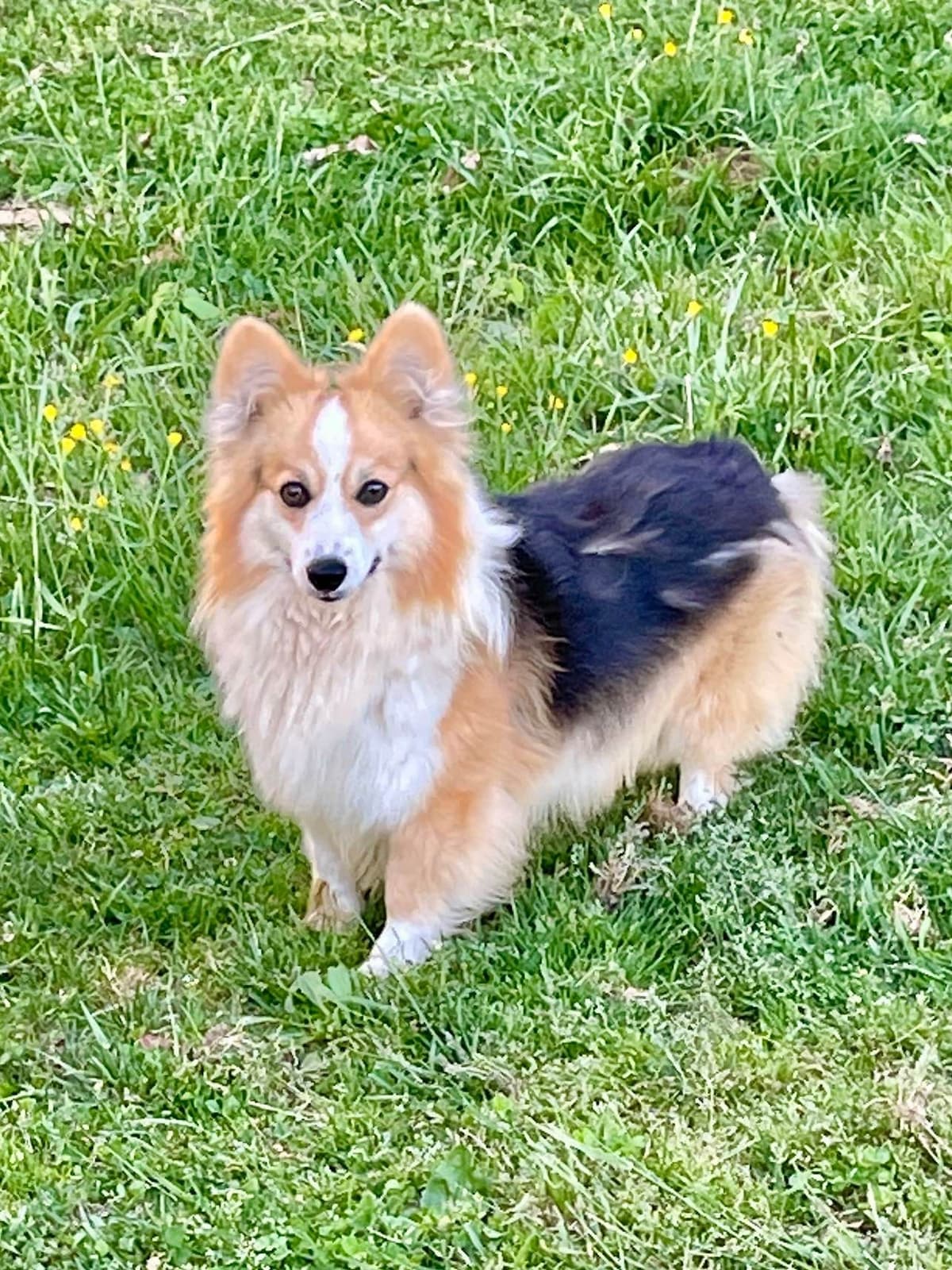Pembroke Welsh Corgi Puppies breeder image 3