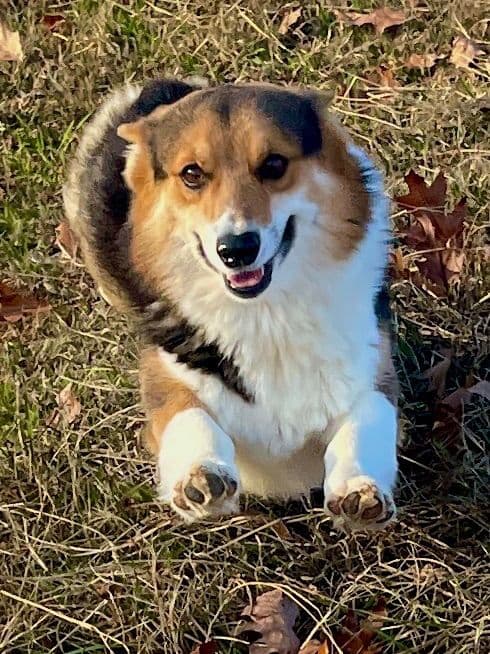 Pembroke Welsh Corgi Puppies breeder image 4