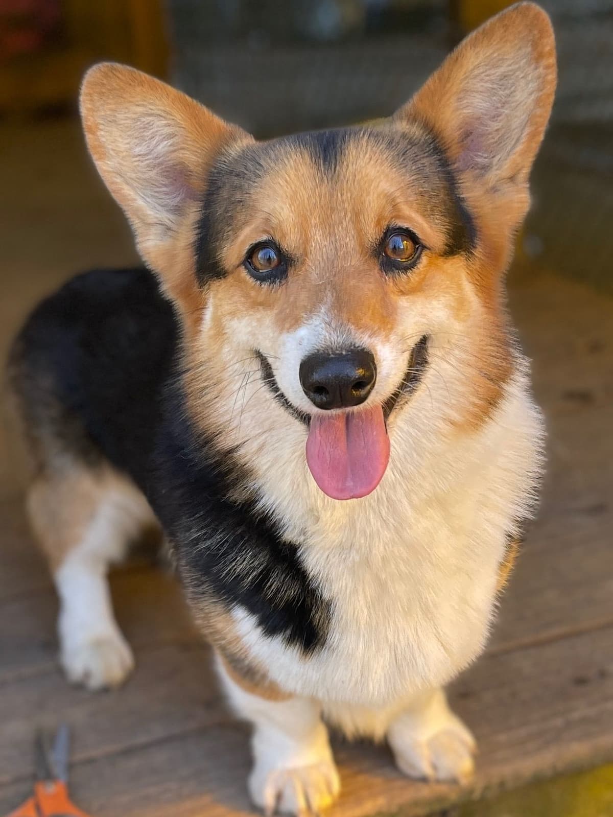Pembroke Welsh Corgi Puppies breeder image 5