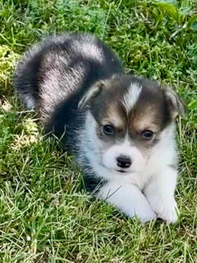 Pembroke Welsh Corgi Puppies breeder image 6
