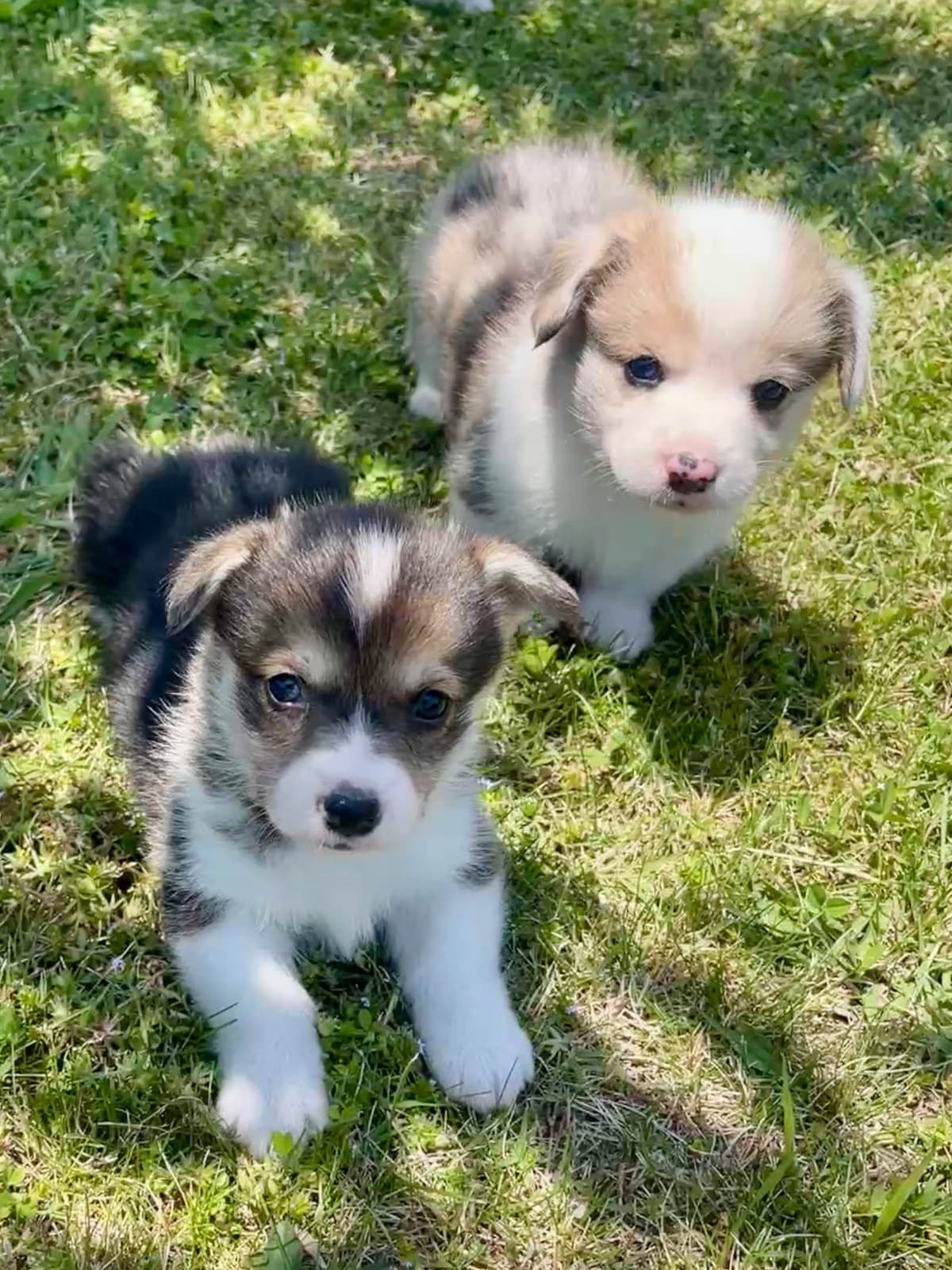 Pembroke Welsh Corgi Puppies breeder image 7