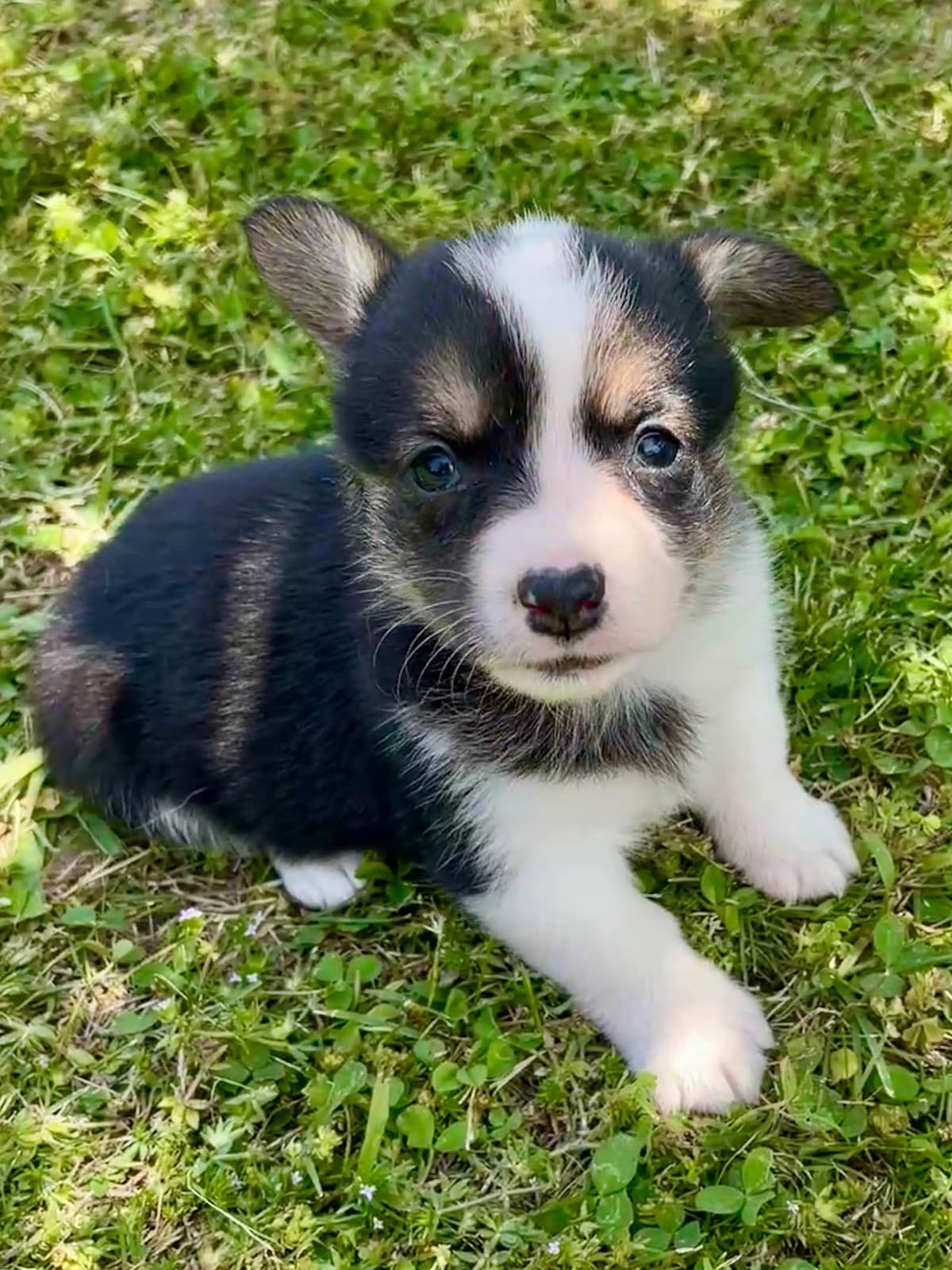 Pembroke Welsh Corgi Puppies breeder image 8