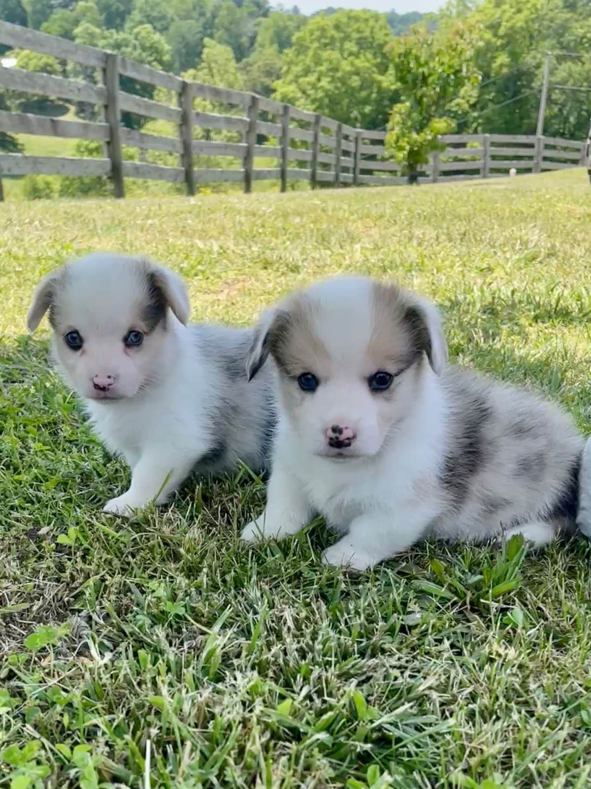 Pembroke Welsh Corgi Puppies breeder image 9