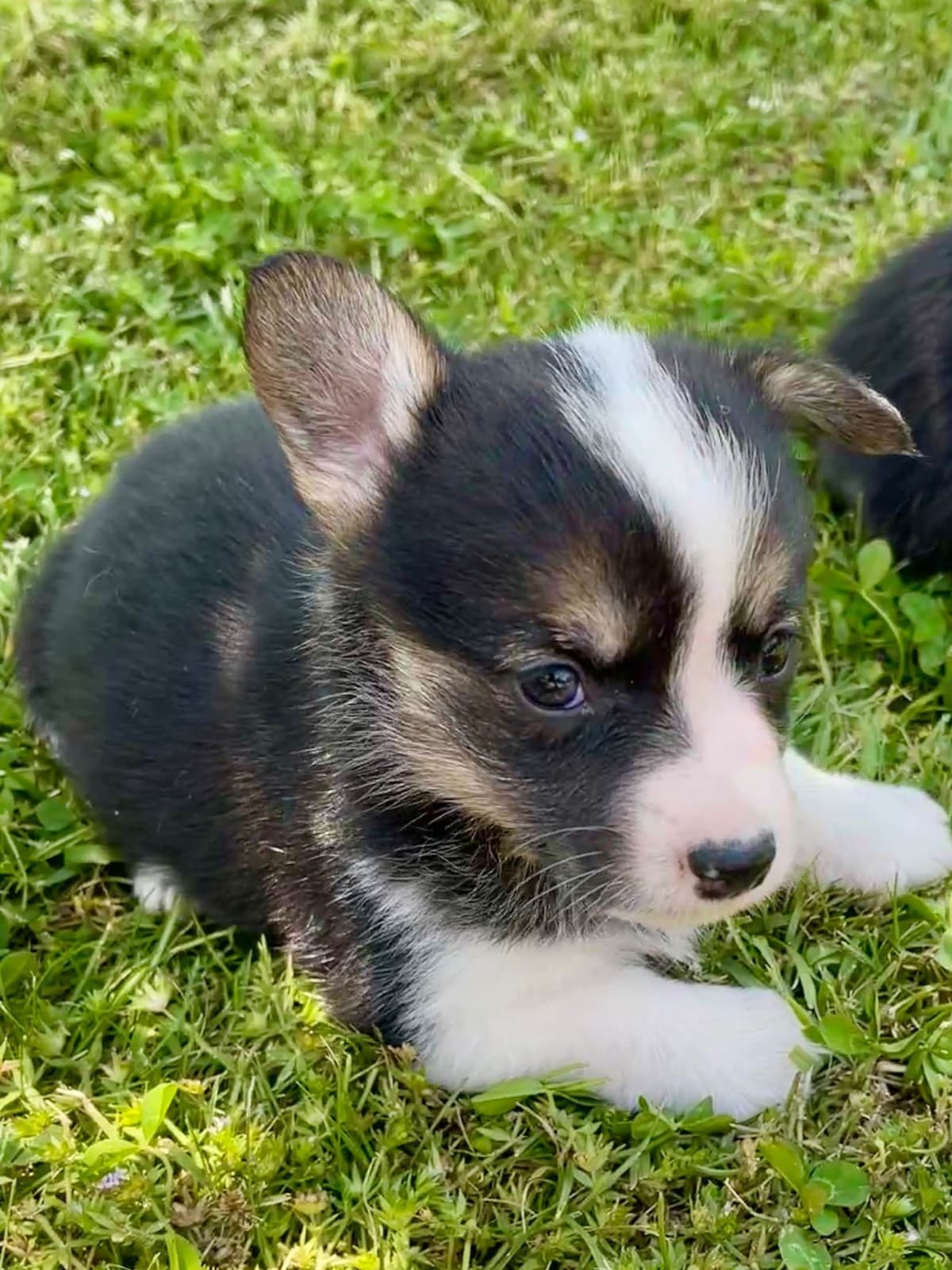 Pembroke Welsh Corgi Puppies breeder image 13