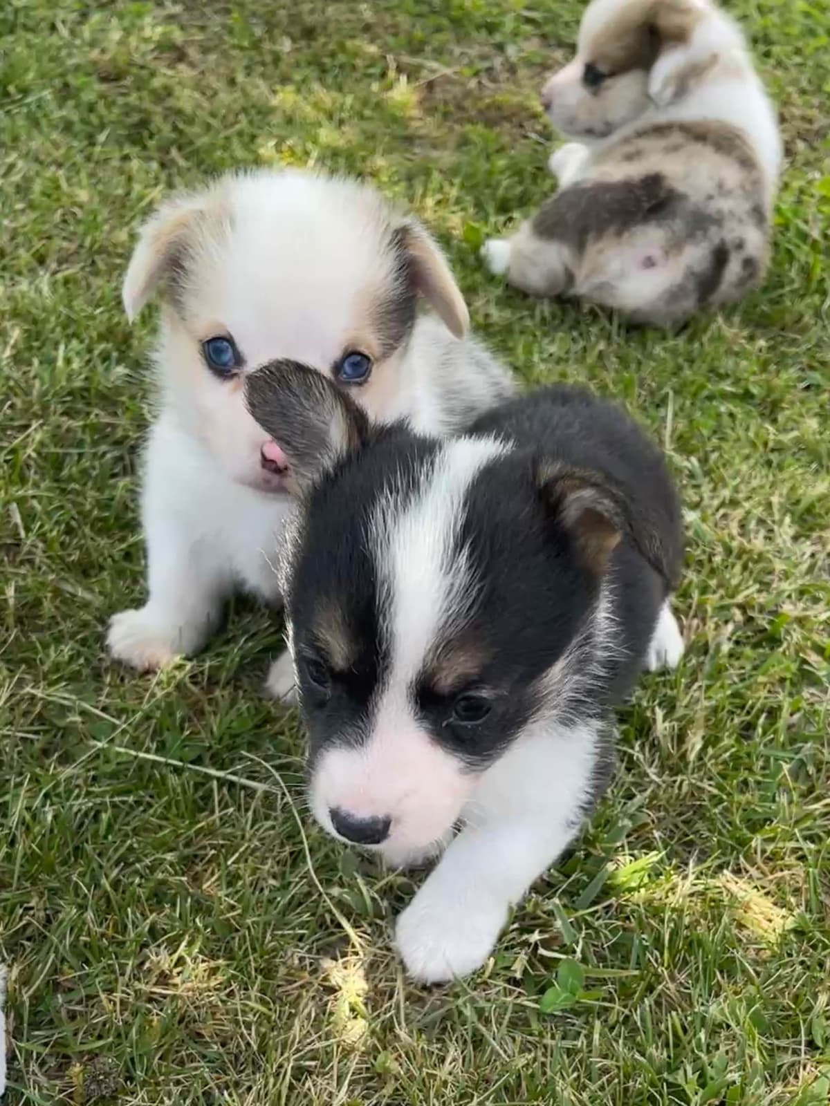 Pembroke Welsh Corgi Puppies breeder image 10
