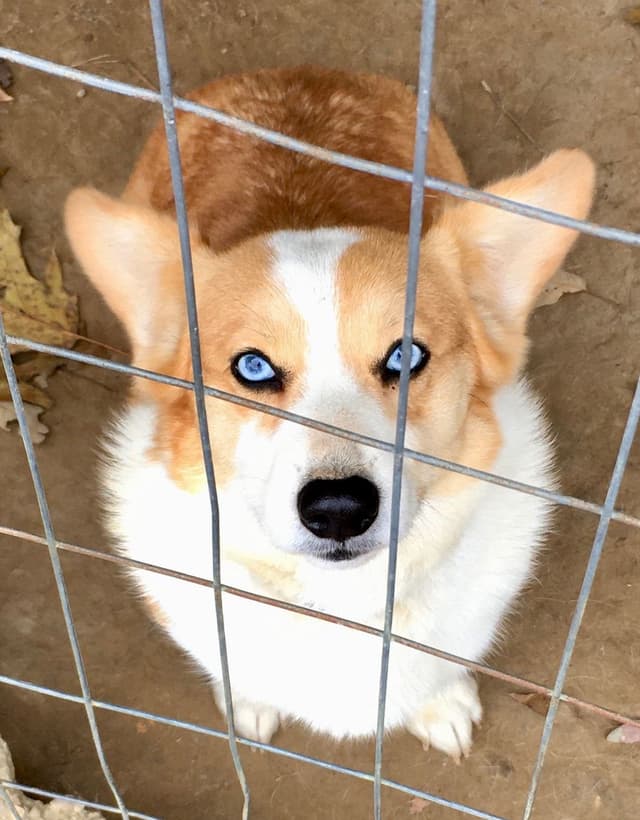 Pembroke Welsh Corgi Puppies media 2