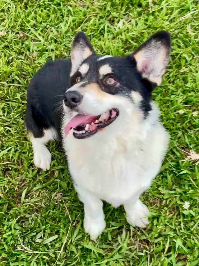 Pembroke Welsh Corgi Puppies media 3