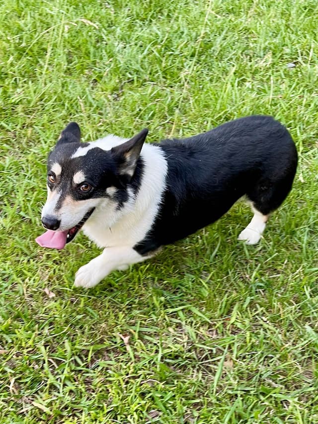 Pembroke Welsh Corgi Puppies media 4