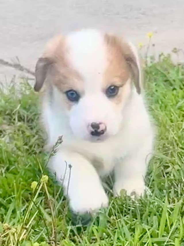 Pembroke Welsh Corgi Puppies media 5