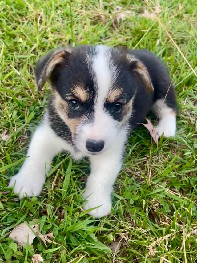 Pembroke Welsh Corgi Puppies media 6