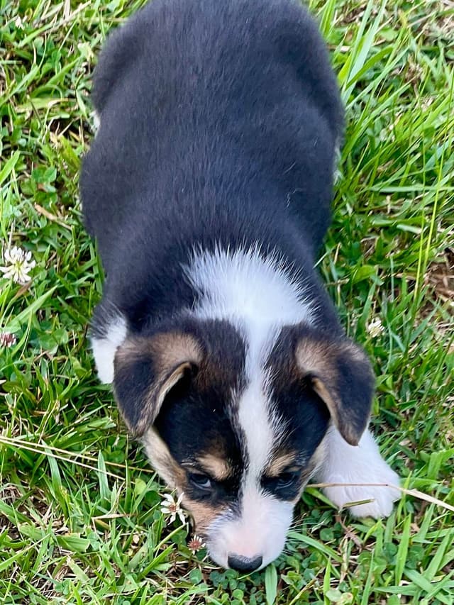 Pembroke Welsh Corgi Puppies media 8
