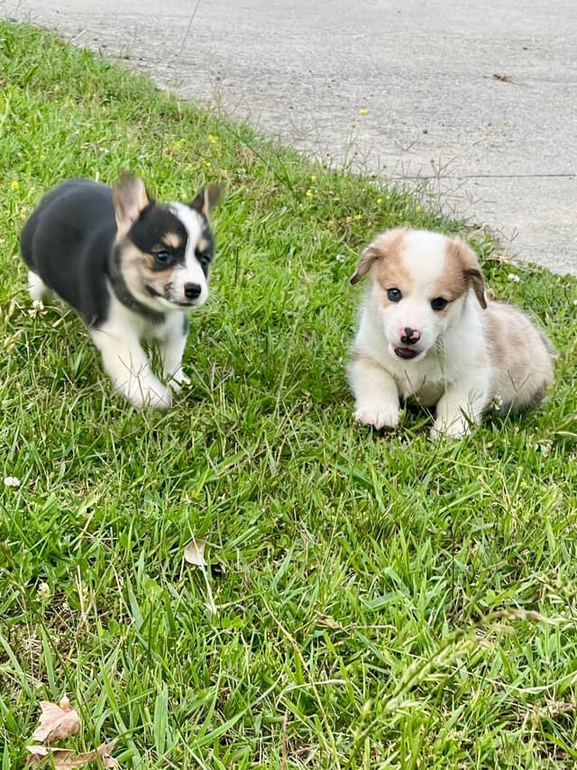 Pembroke Welsh Corgi Puppies media 9
