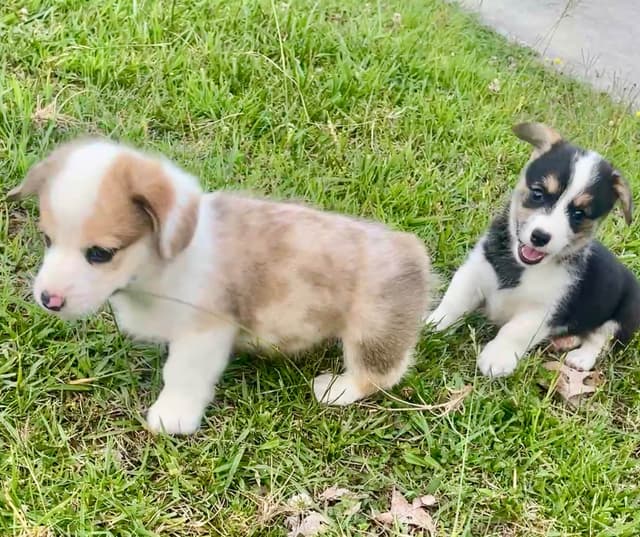 Pembroke Welsh Corgi Puppies media 13