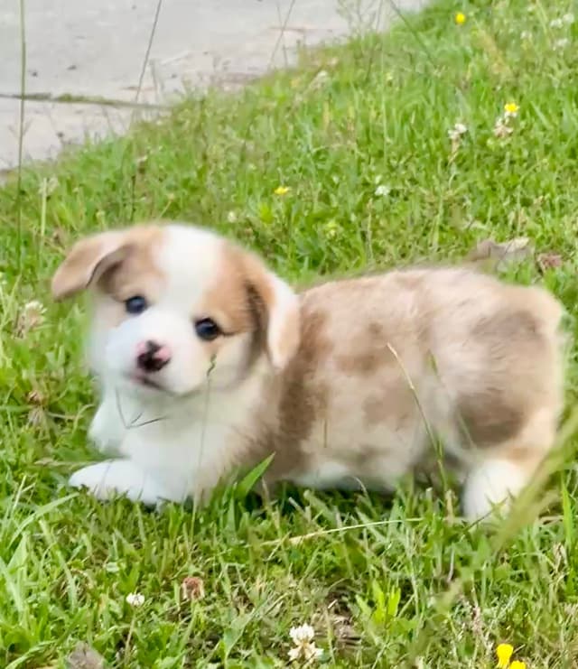 Pembroke Welsh Corgi Puppies media 11