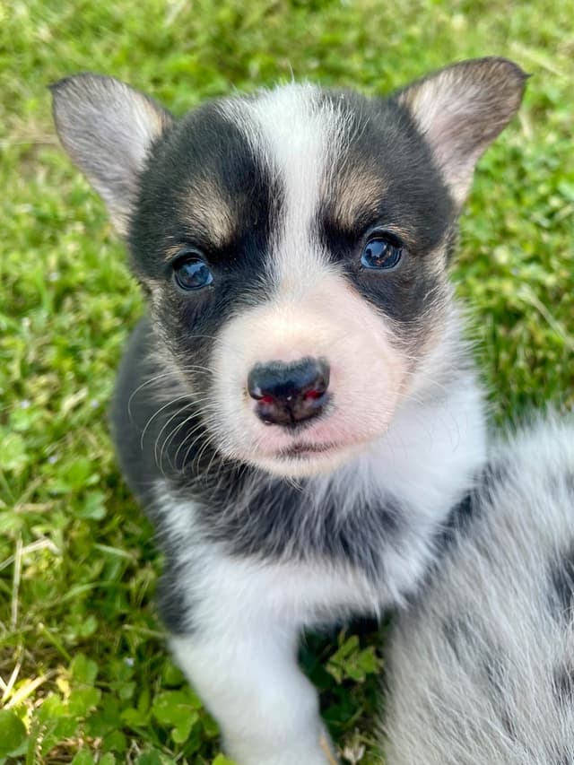 Pembroke Welsh Corgi Puppies media 12