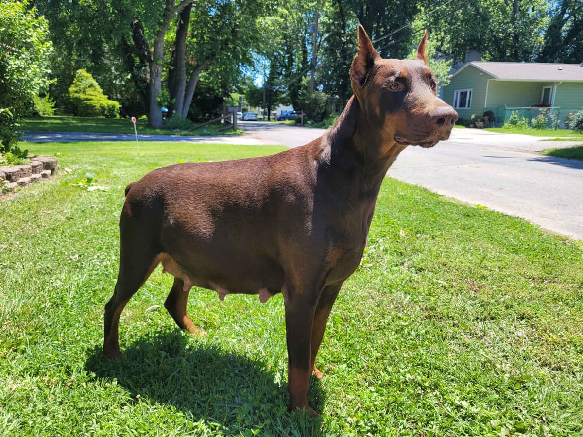 Doberman Pinscher Puppies breeder image 3