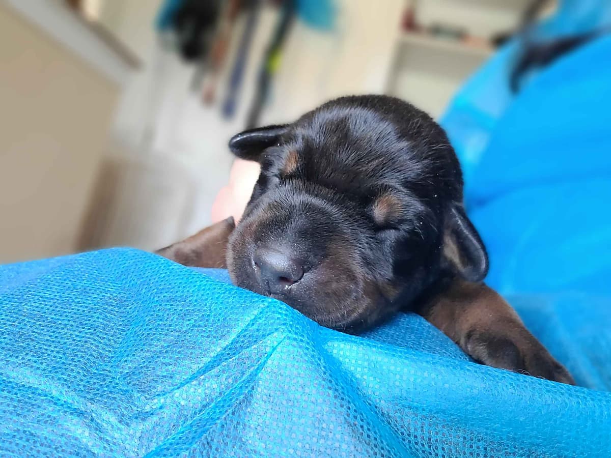 Doberman Pinscher Puppies breeder image 6