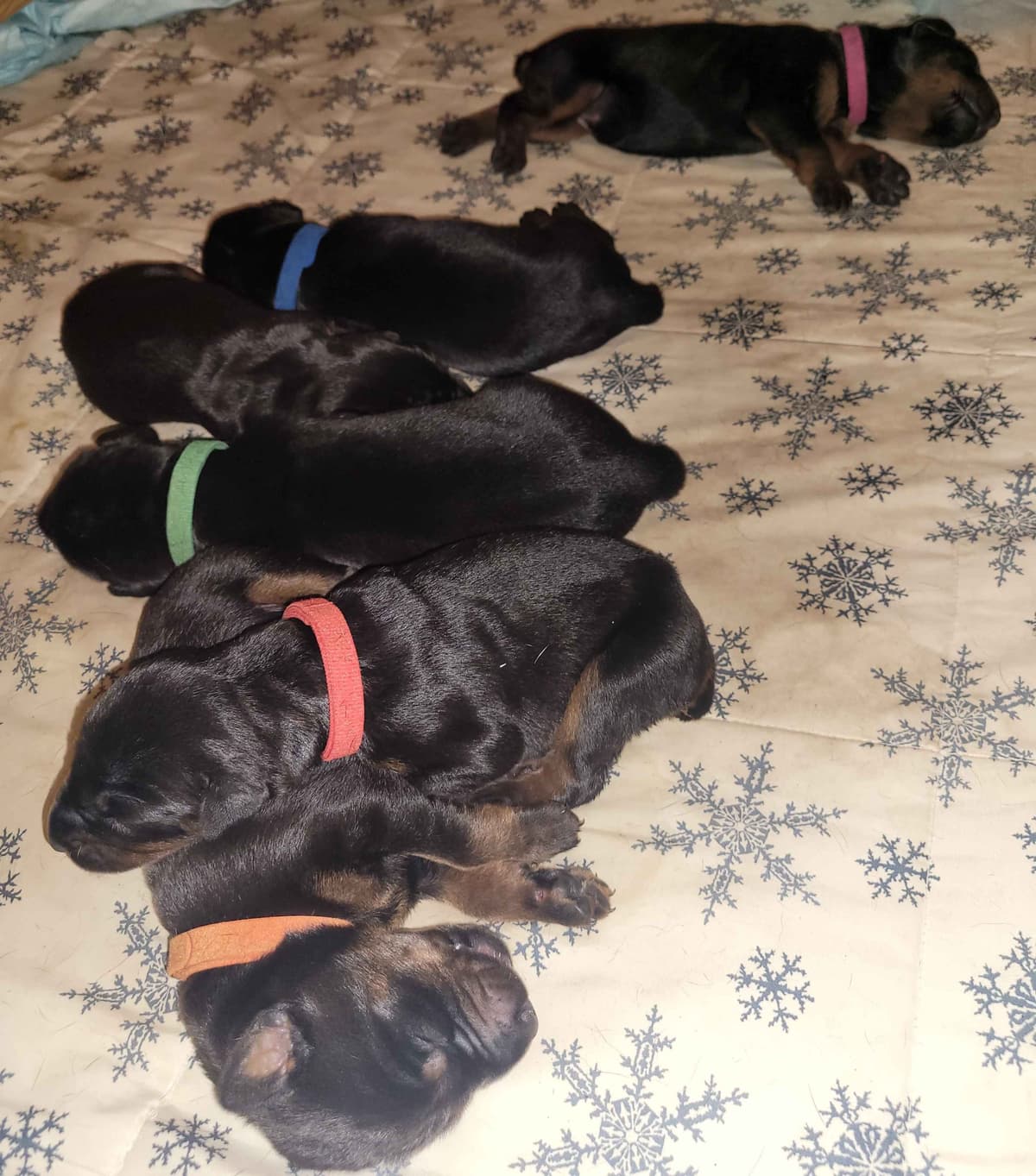 Doberman Pinscher Puppies breeder image 7