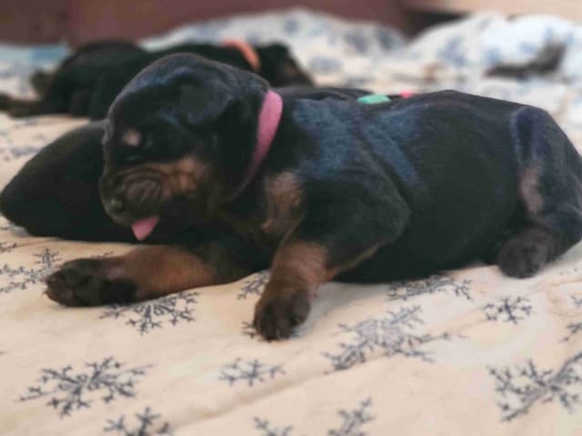 Doberman Pinscher Puppies media 2