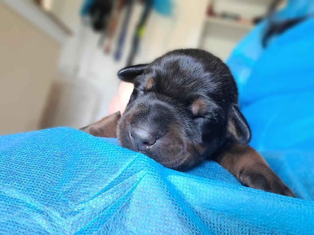 Doberman Pinscher Puppies media 3