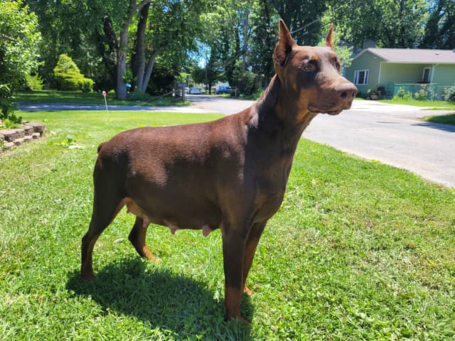 Doberman Pinscher Puppies media 5