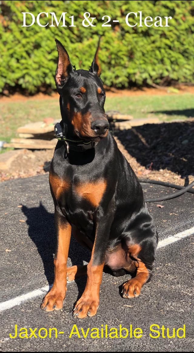Doberman Pinscher Puppies media 6