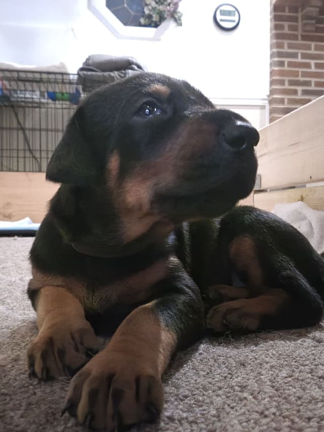 Doberman Pinscher Puppies media 7