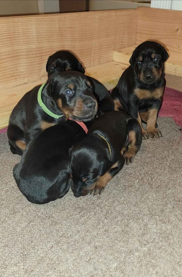 Doberman Pinscher Puppies media 8