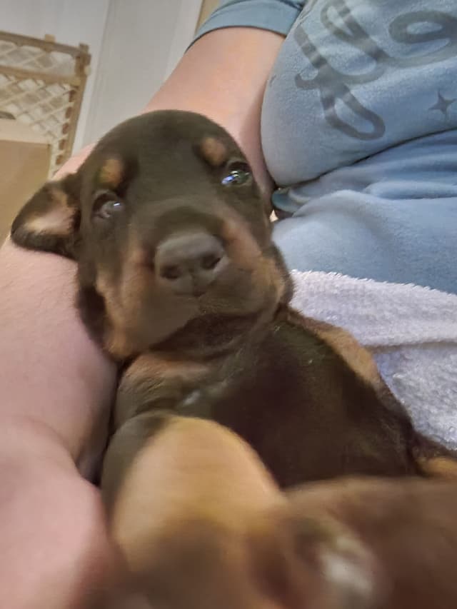 Doberman Pinscher Puppies media 9