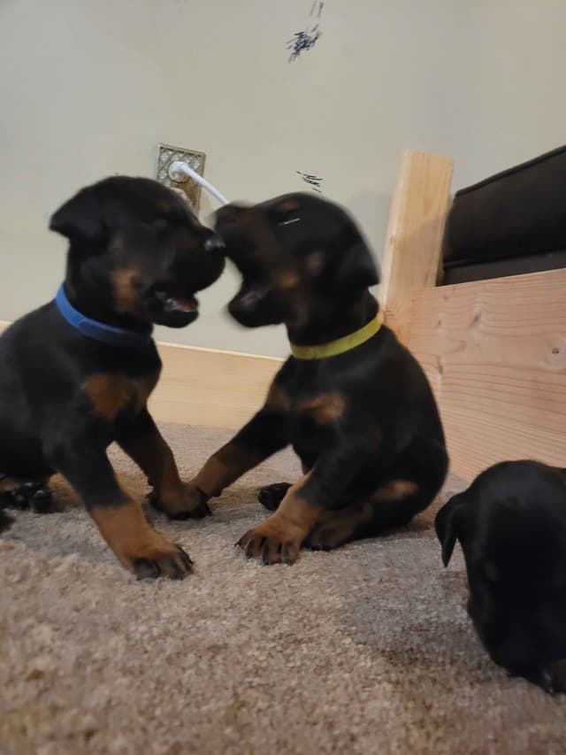 Doberman Pinscher Puppies media 10