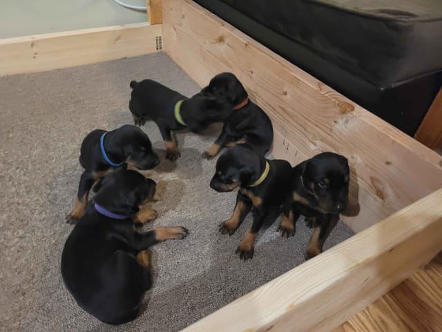 Doberman Pinscher Puppies media 11