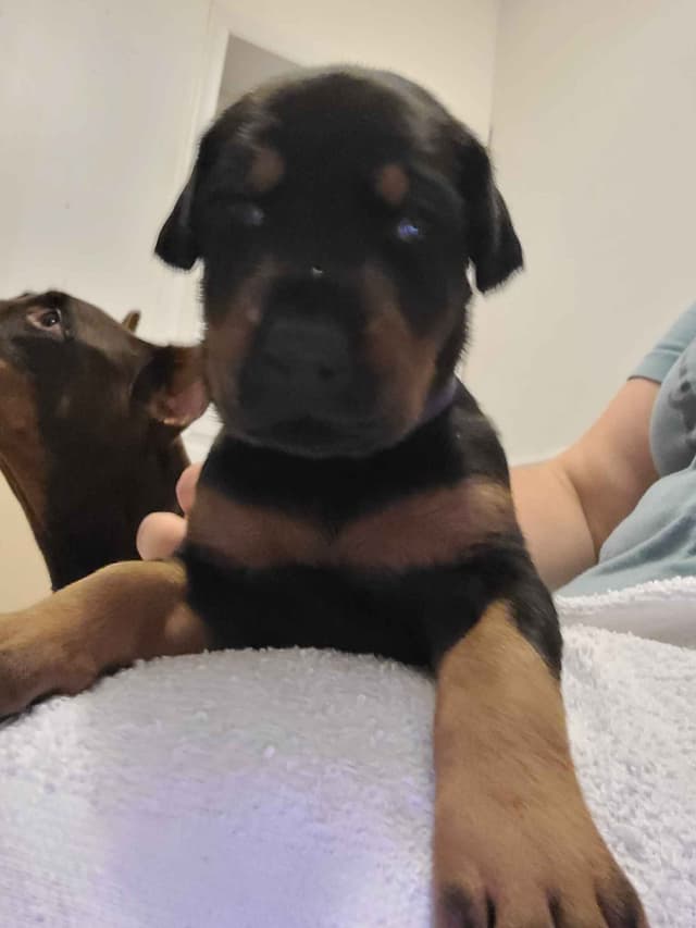 Doberman Pinscher Puppies media 12