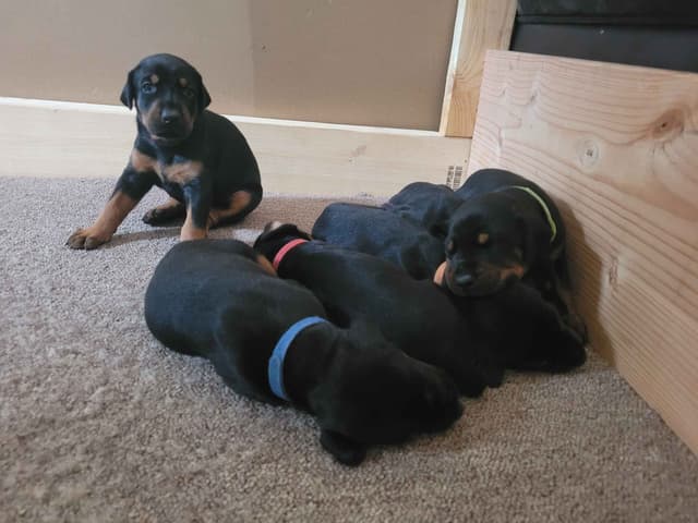Doberman Pinscher Puppies media 13