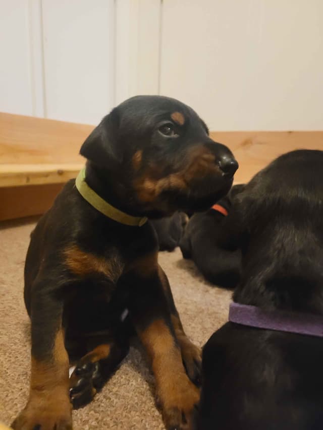 Doberman Pinscher Puppies media 14
