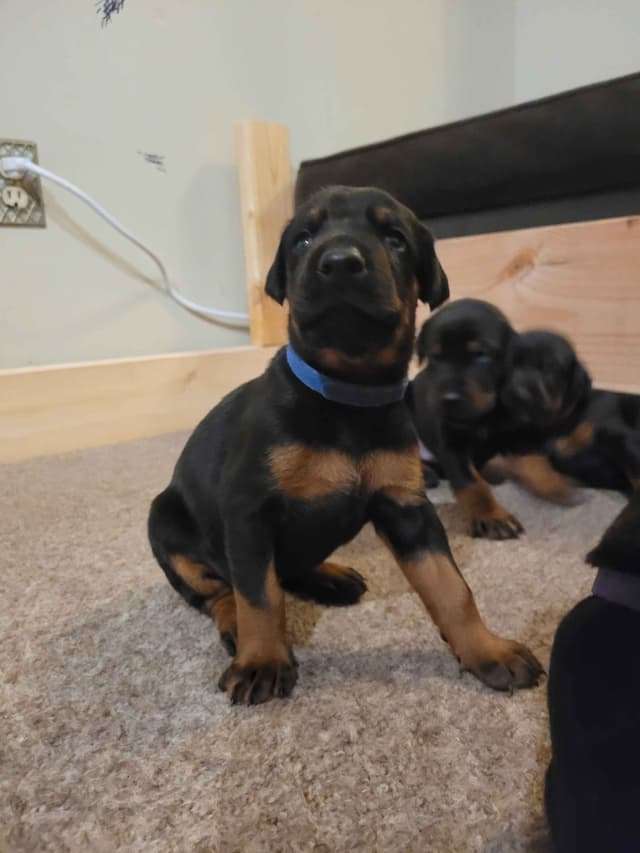 Doberman Pinscher Puppies media 15