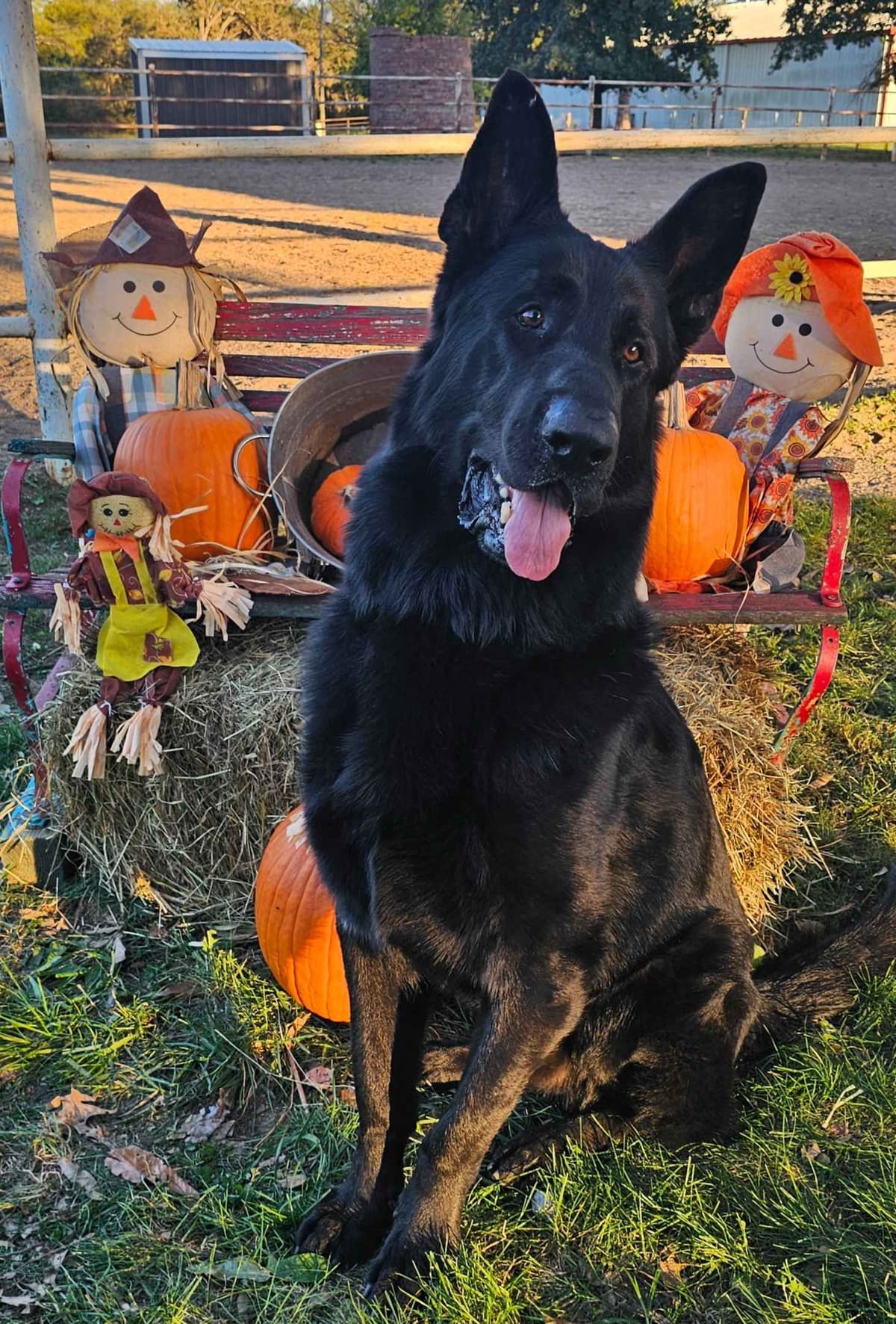 AKC German Shepherd Puppies – Solid Black (Mid Missouri) breeder image 5