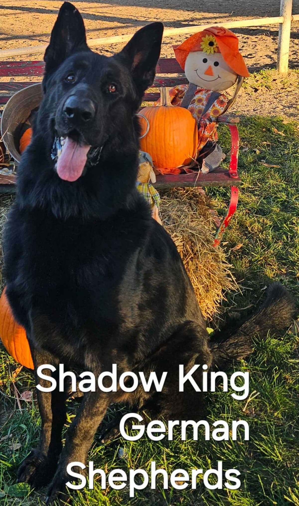 AKC German Shepherd Puppies – Solid Black (Mid Missouri) breeder image 1