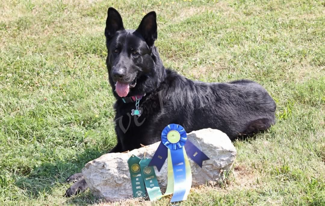 AKC German Shepherd Puppies – Solid Black (Mid Missouri) breeder image 4