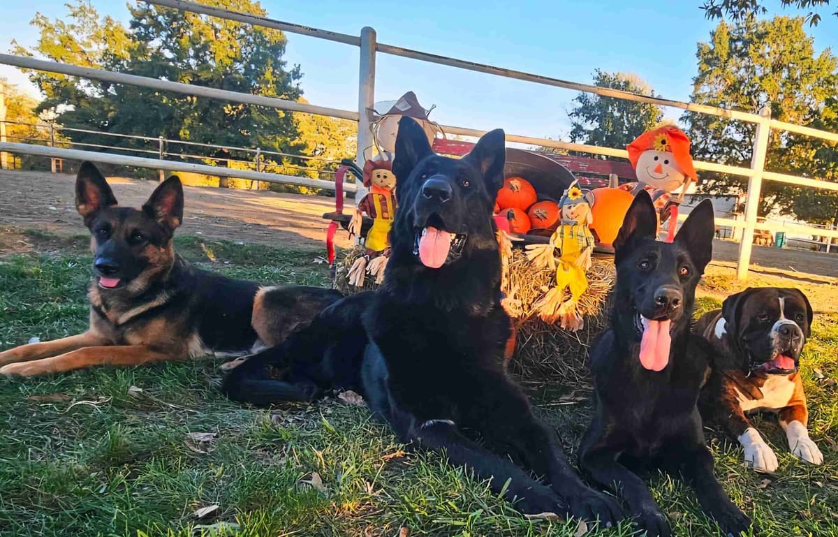 AKC German Shepherd Puppies – Solid Black (Mid Missouri) breeder image 6