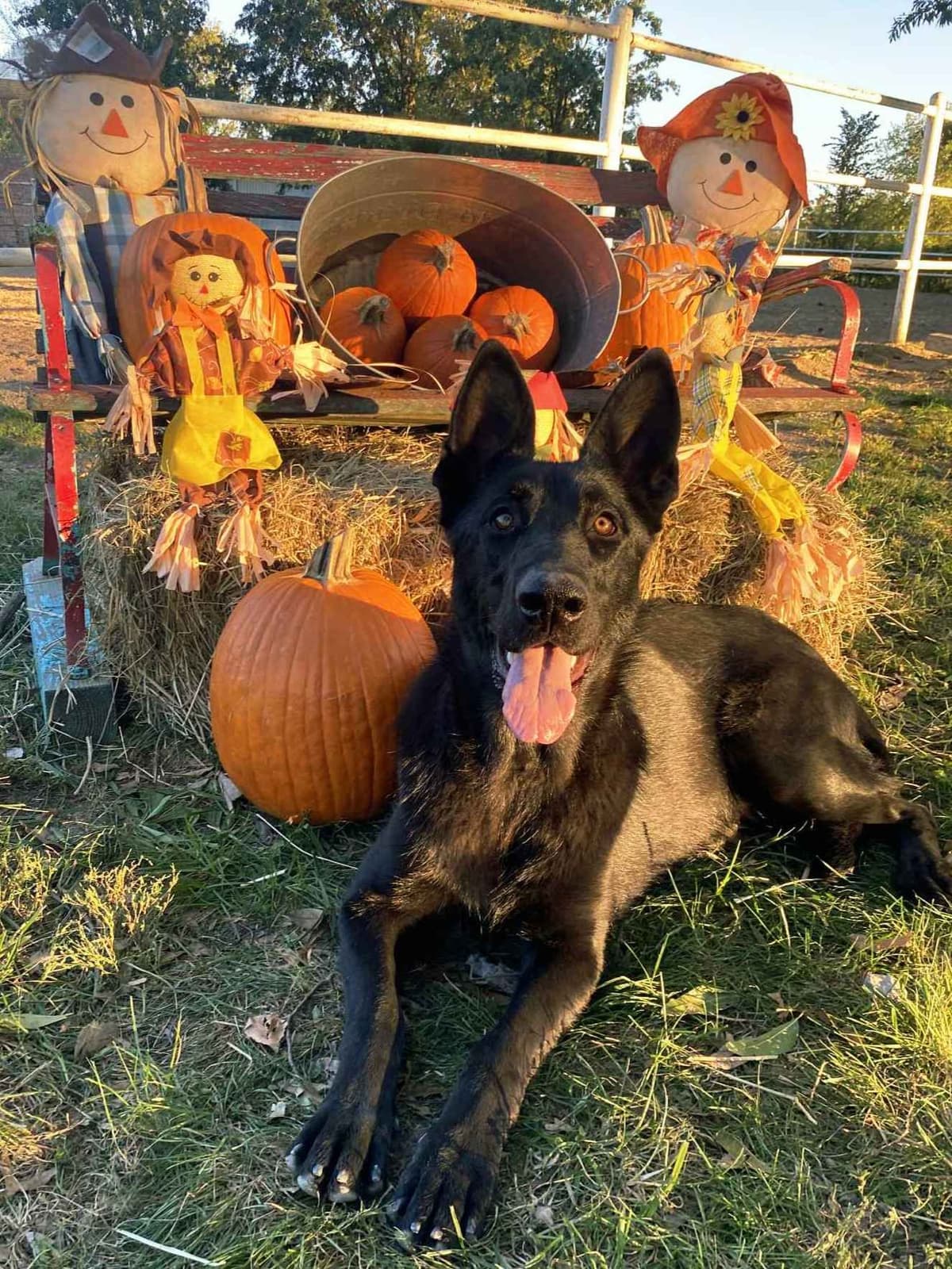 AKC German Shepherd Puppies – Solid Black (Mid Missouri) breeder image 8