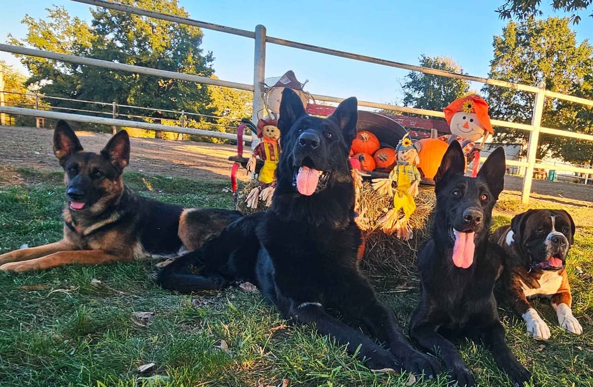 AKC German Shepherd Puppies – Solid Black (Mid Missouri) breeder image 9