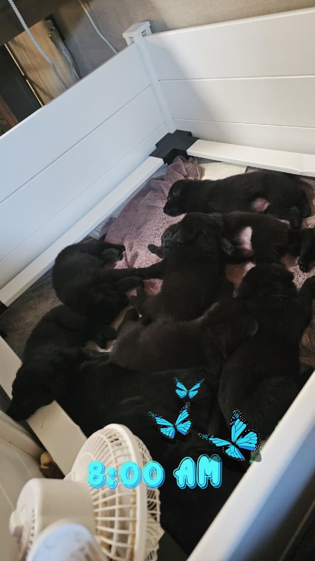 AKC German Shepherd Puppies – Solid Black (Mid Missouri) media 5