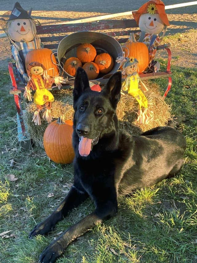 AKC German Shepherd Puppies – Solid Black (Mid Missouri) media 8