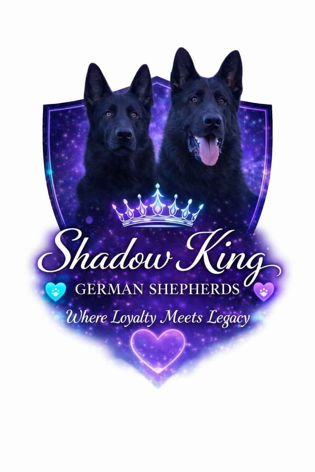 AKC German Shepherd Puppies – Solid Black (Mid Missouri) media 9